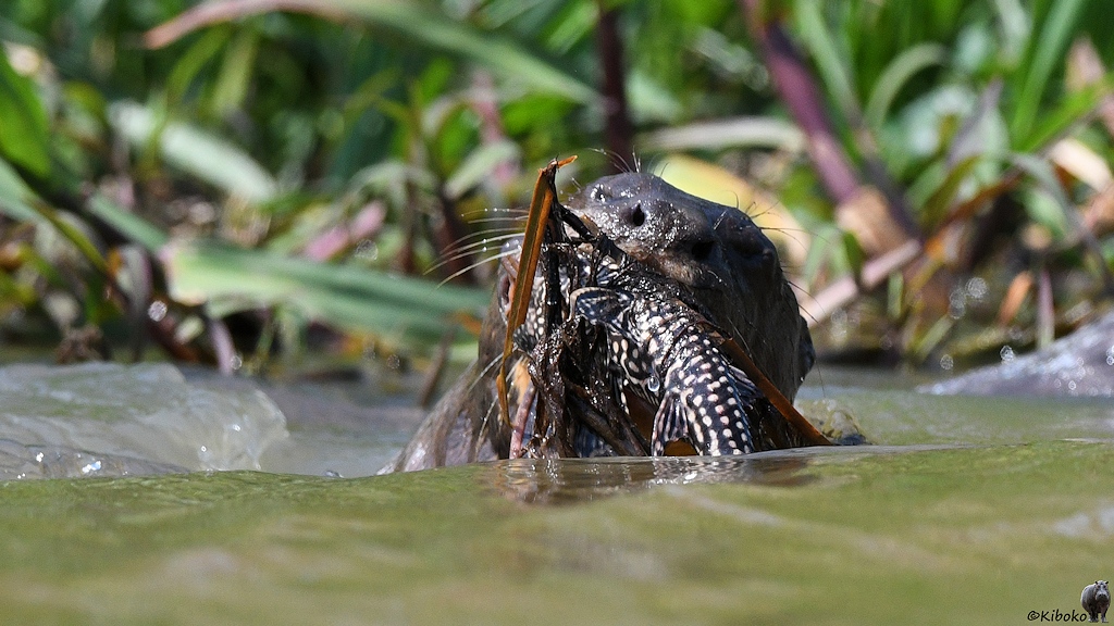 Der Otter hat einen großen scharzen, weißgepunkteten Fisch und ein gelbes Blatt im Maul