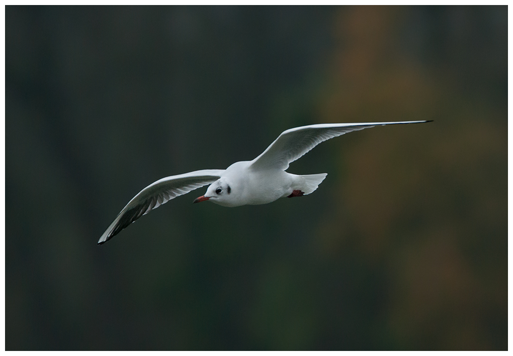 moeweflug002.jpg