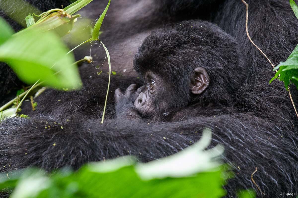 Uganda%201968.jpg