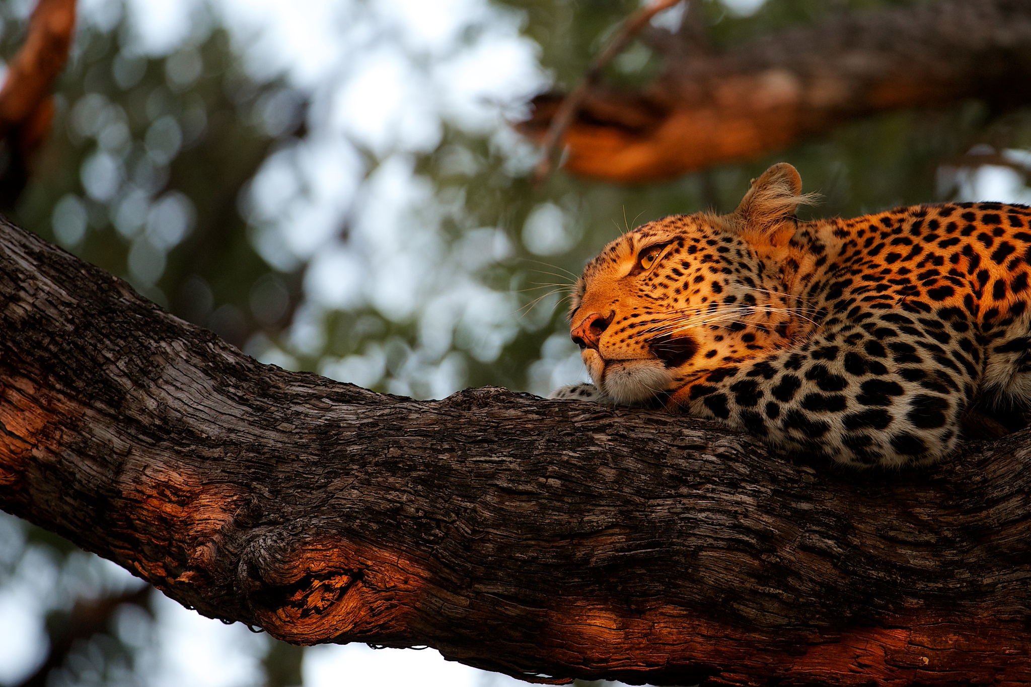 DSC_4739-X4.jpg