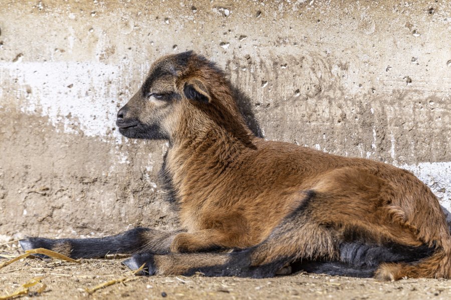 tierpark_haag23_40.jpg
