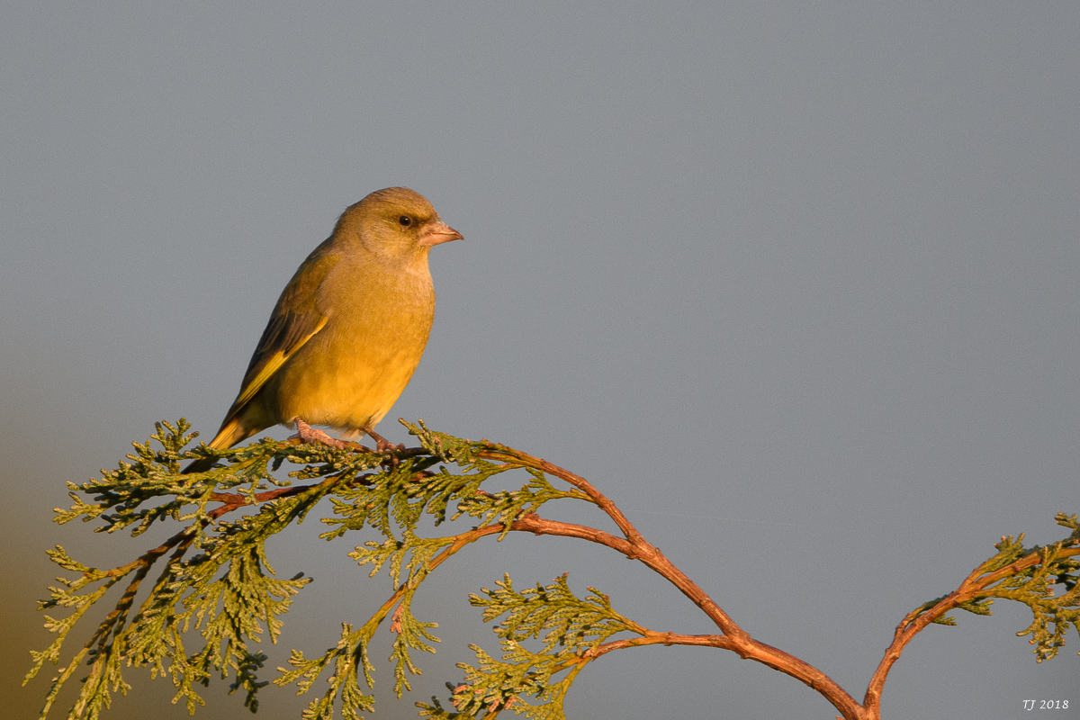 DSC_5688.jpg