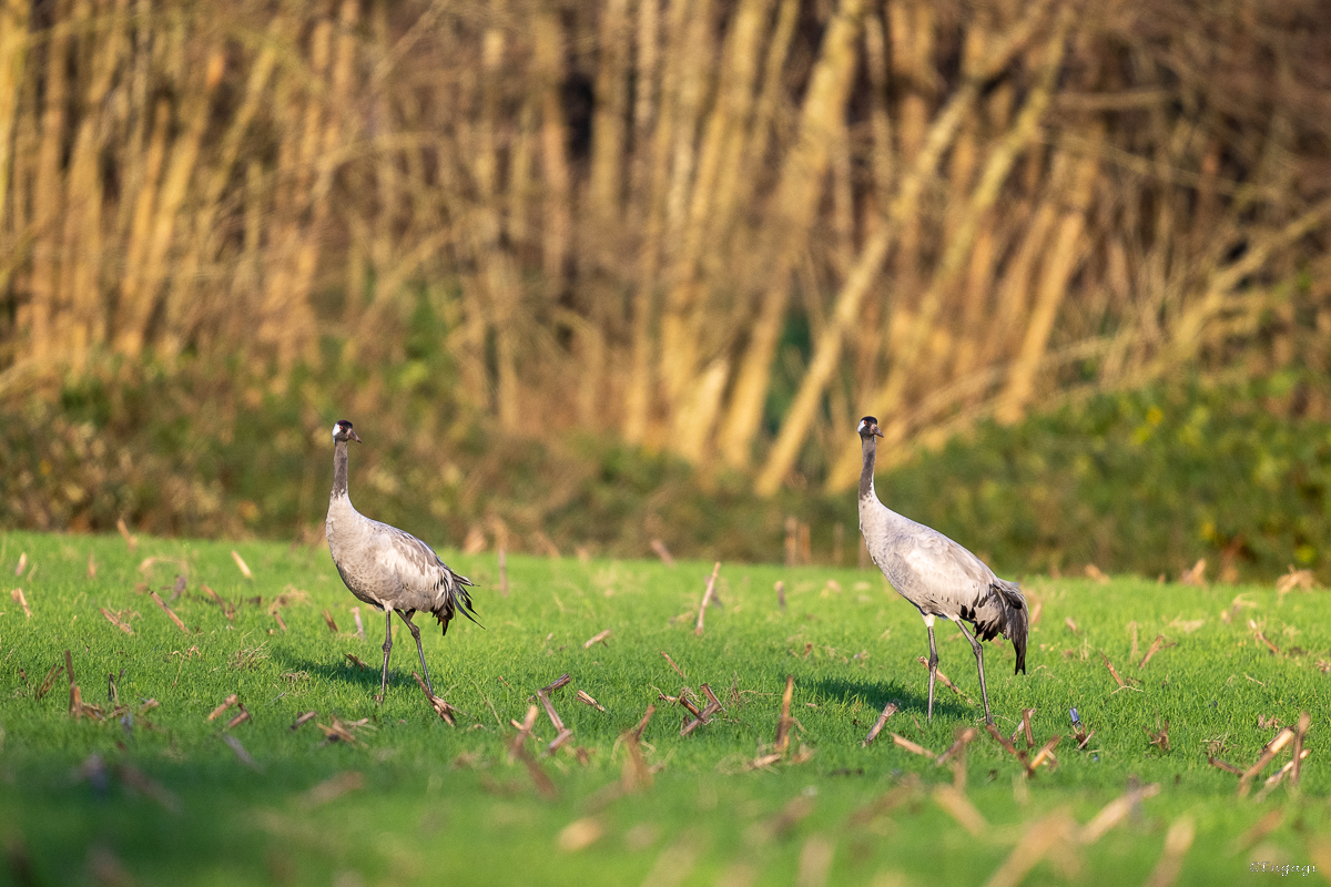 DSC_7656.jpg