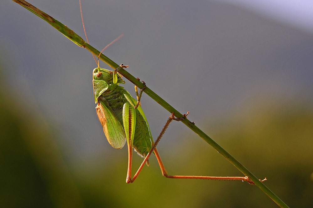 web-metr-bicolor.jpg