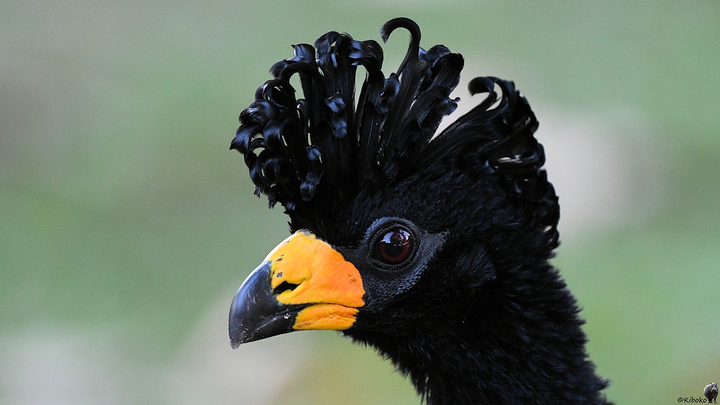 Porträt eines schwarzen Vogels mit gelbem Schnabel und langen, hochstehenden Kopffedern