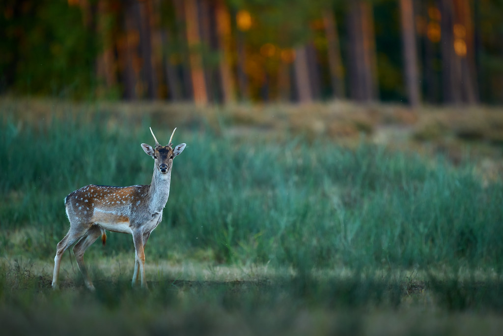 DSC_7104%204-XL.jpg