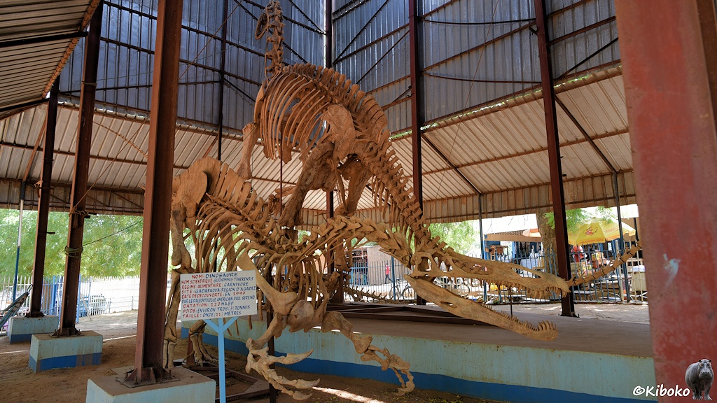 Das Bild zeigt zwei Dinosaurierskelette in einer Wellblechhütte, die unten rundherum offen ist. Der Vordere Dino steht auf den Hinterbeinen und bückt sich nach vorn. Der hintere, größere Dino ist mit dem Rücken zugewandt. Er steht ebenfalls auf den Hinterbeinen und reckt den Kopf in die Höhe.