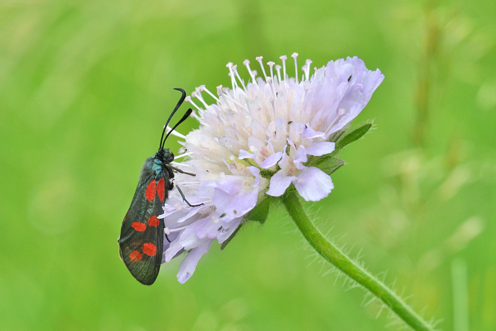 filipendulae_Hintschingen2.jpg