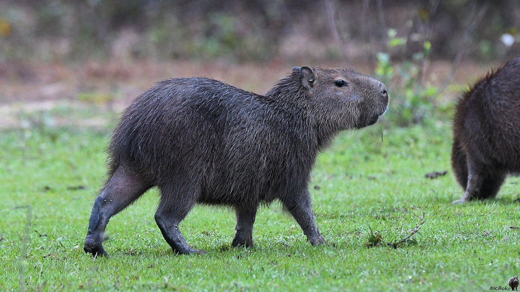 Capybara auf der Wiese vor Kibokos Unterkunft
