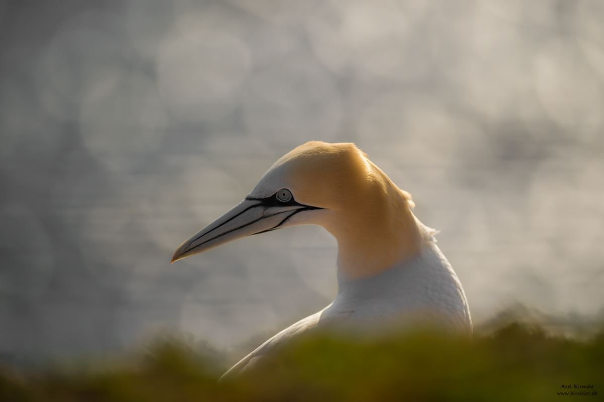 20190502_0501_PS_LAB_1200Px.jpg