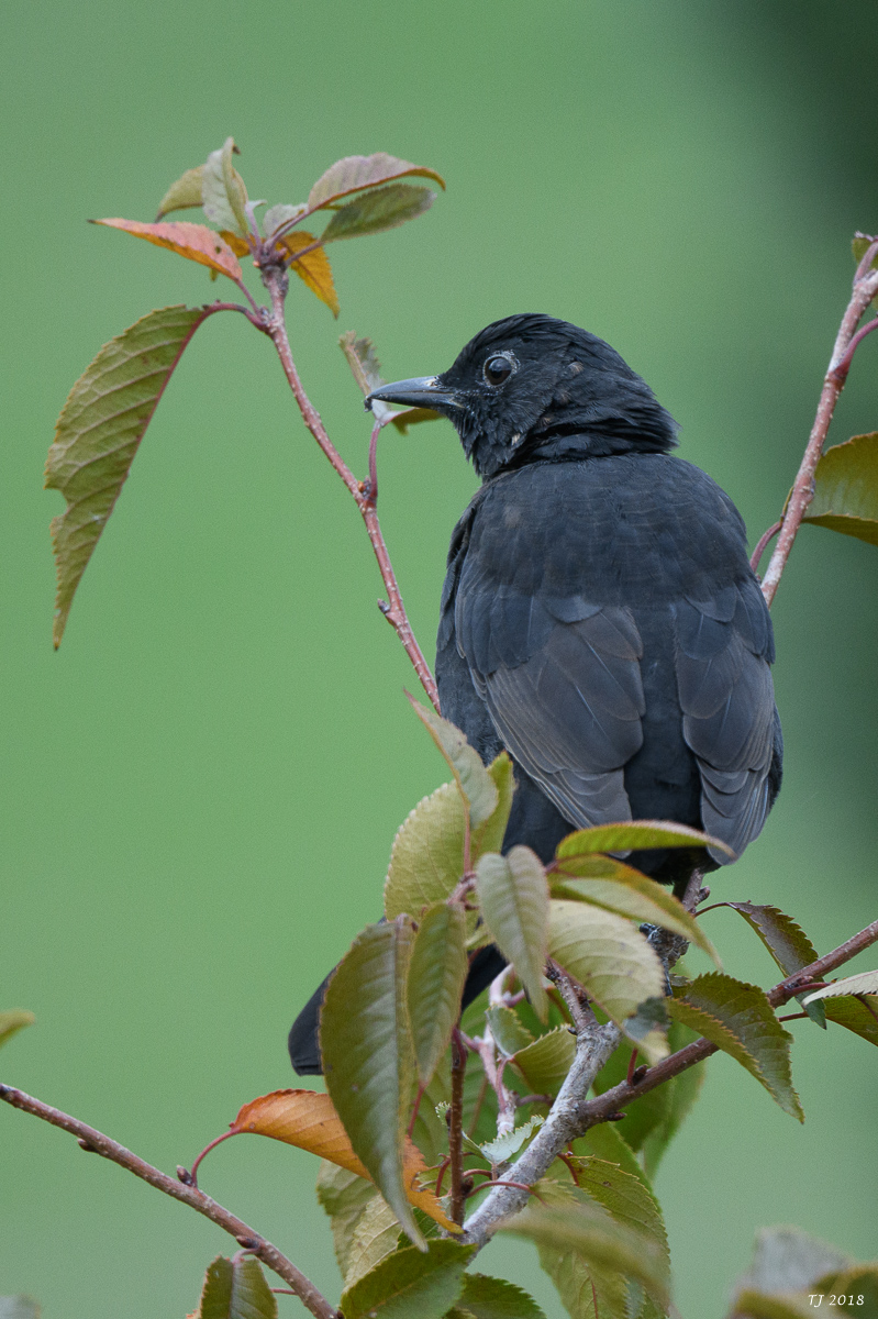 DSC_0866.jpg