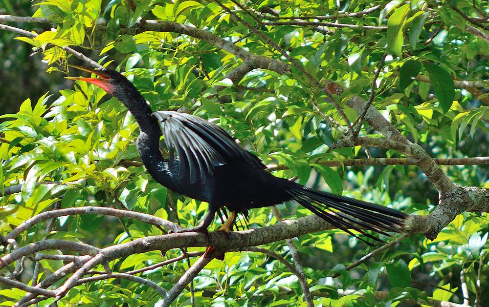 Bird4.jpg