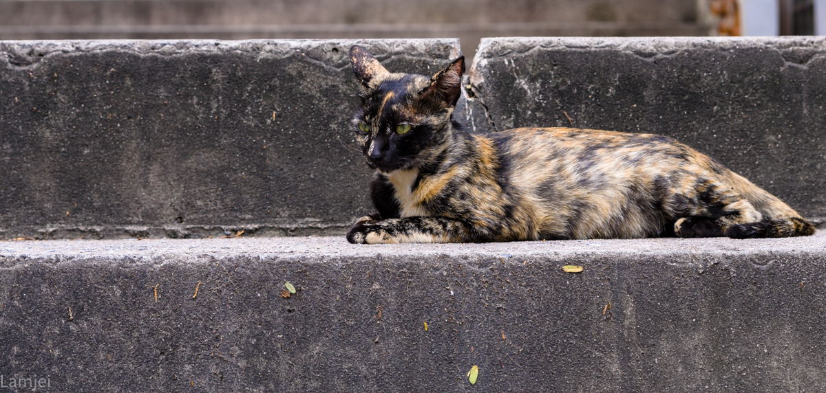 DSC_7051.jpg