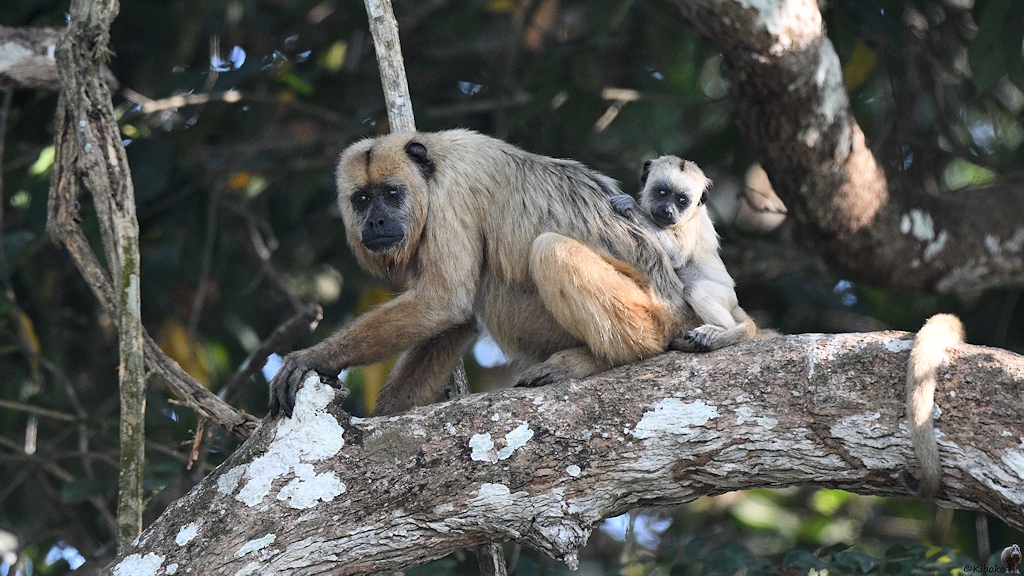 Hellbrauner Affe mit Baby hockt auf einem Ast