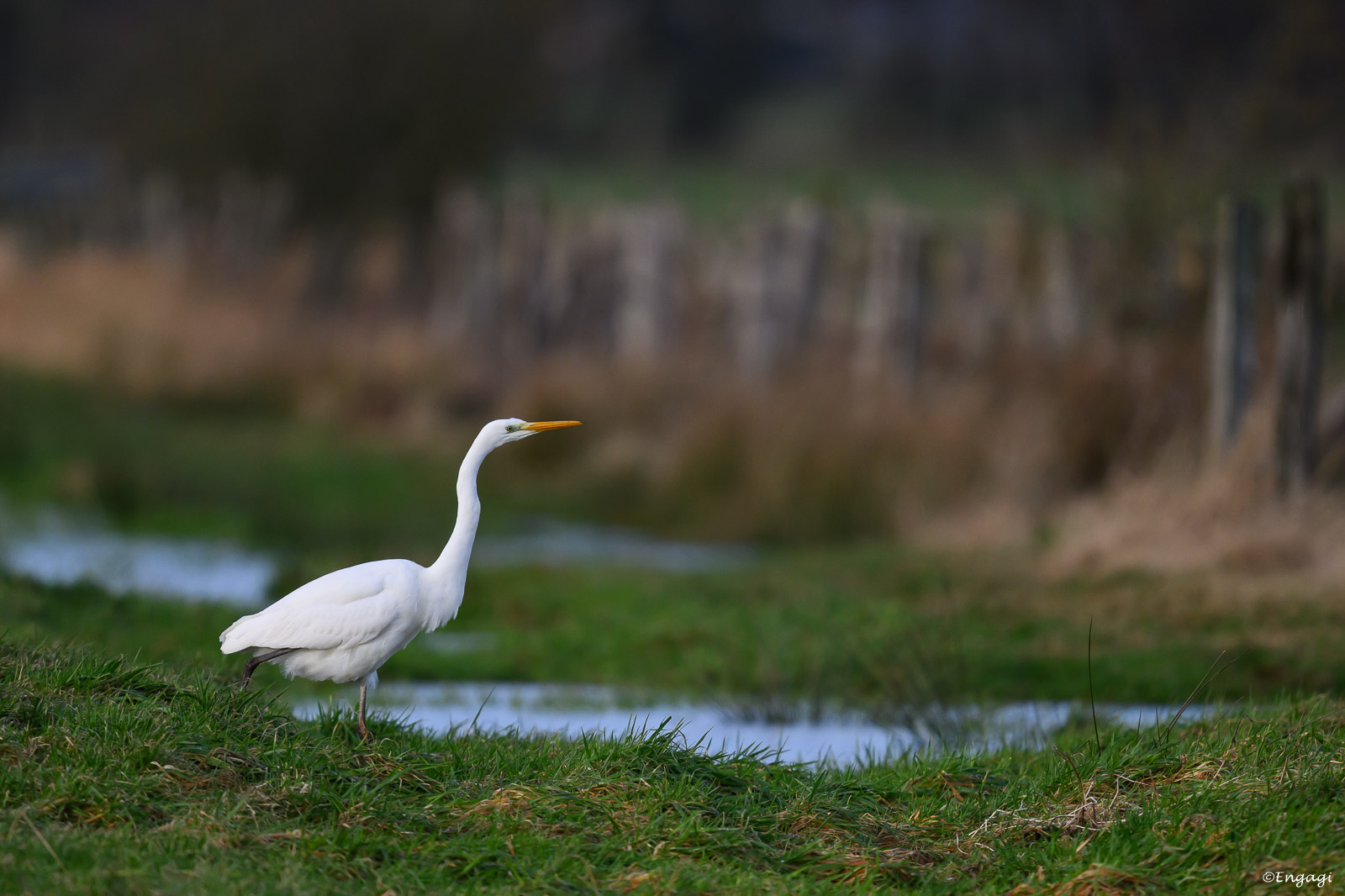 DSC_4864.jpg