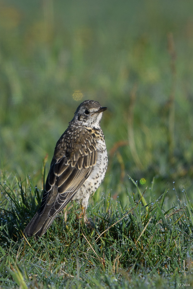 DSC_0816.jpg