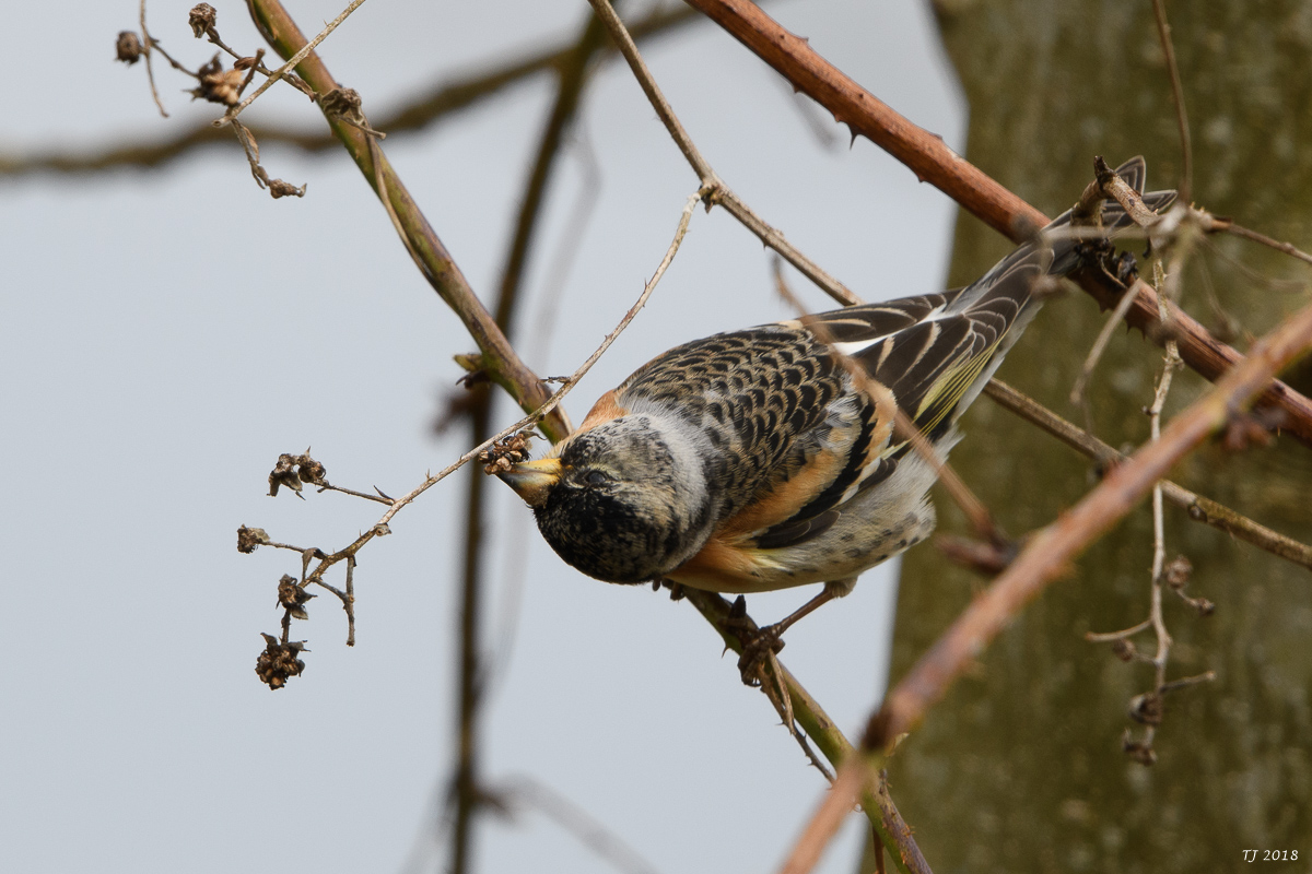 DSC_4838.jpg