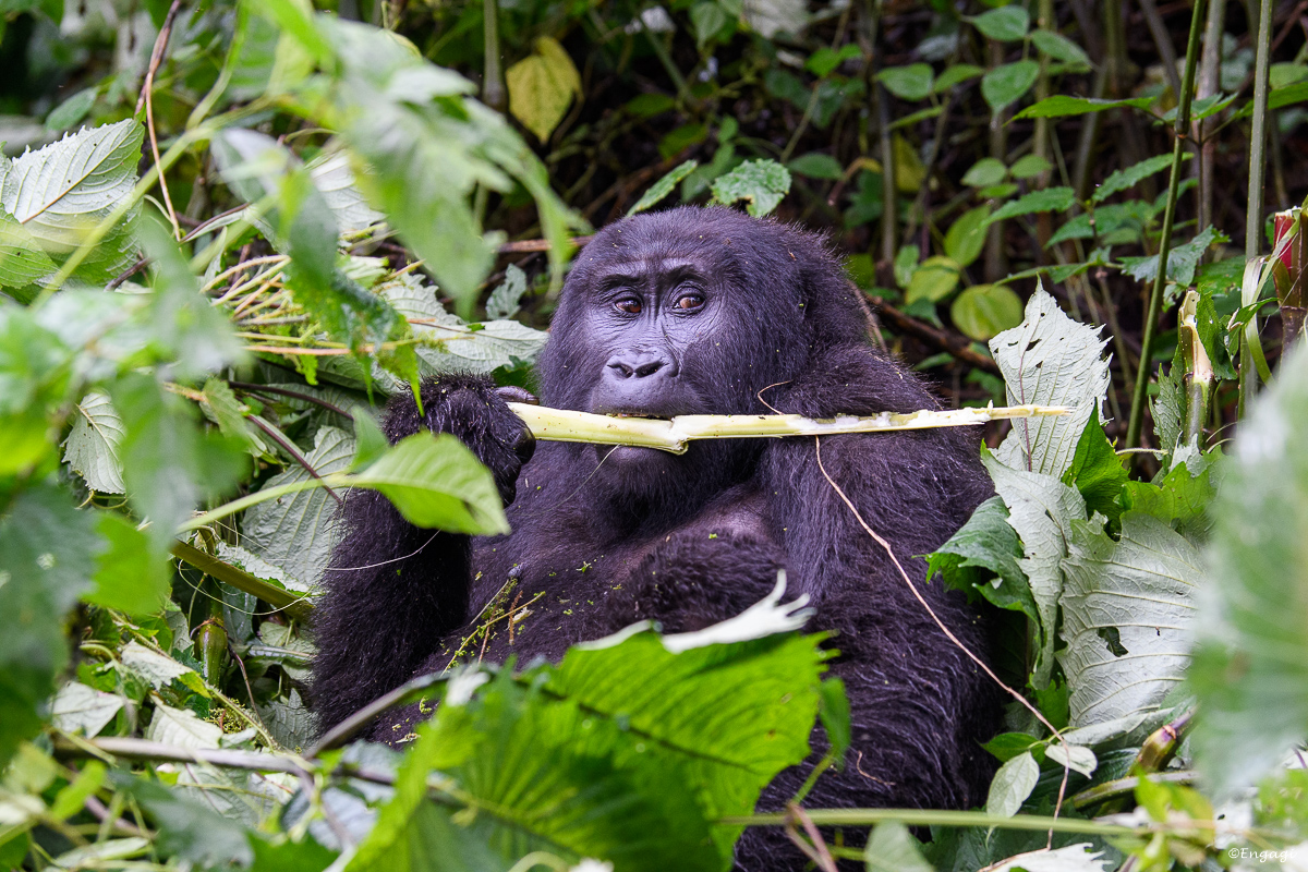 Uganda%201962.jpg
