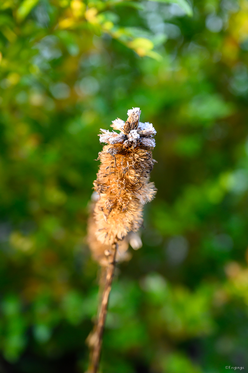 DSC_3627.jpg