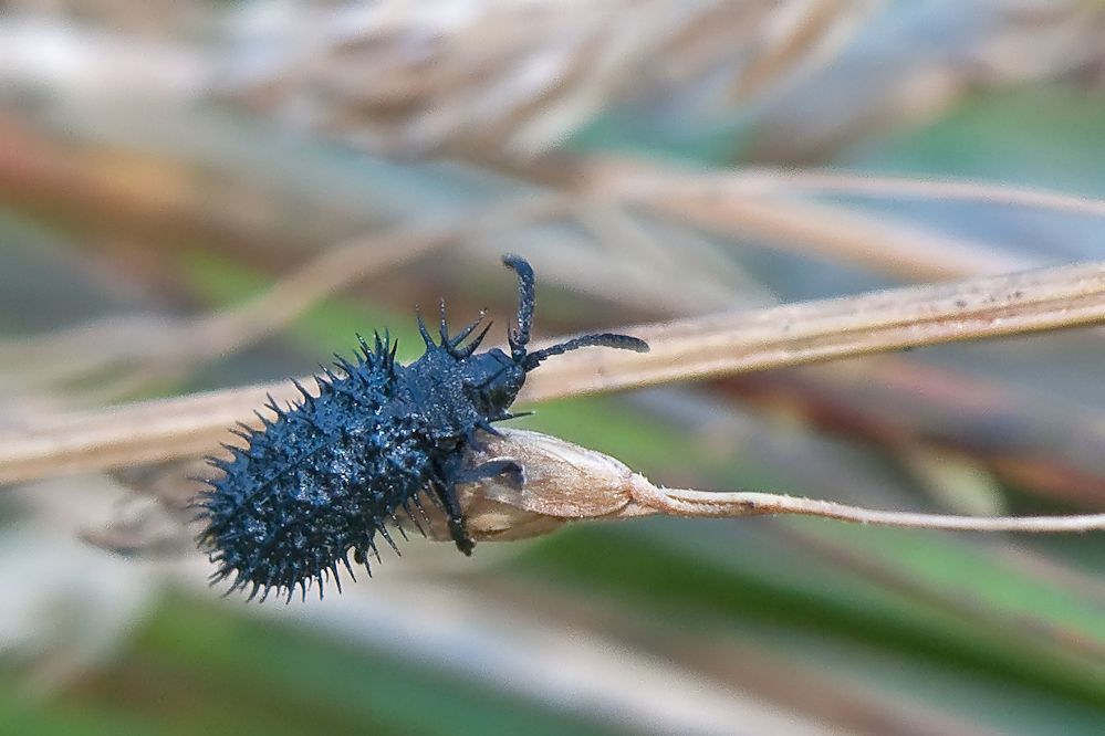 web-hispella2_filtered.jpg