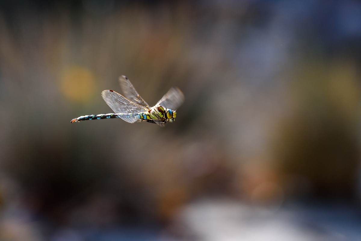 20181016_D810_0241NF.jpg