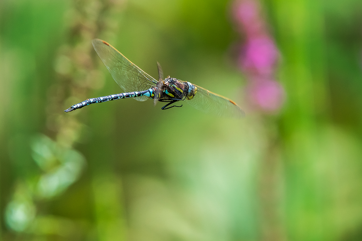 20200814_D500_1036NF.jpg