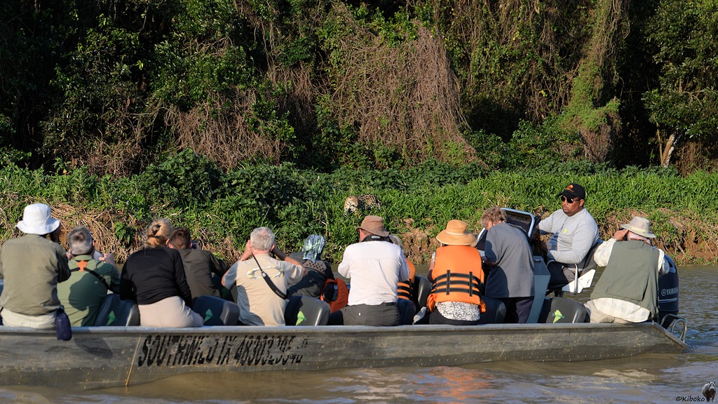 Der Jaguar läuft am Ufer und wird durch ein Boot mit vielen Fotografen fast verdeckt.
