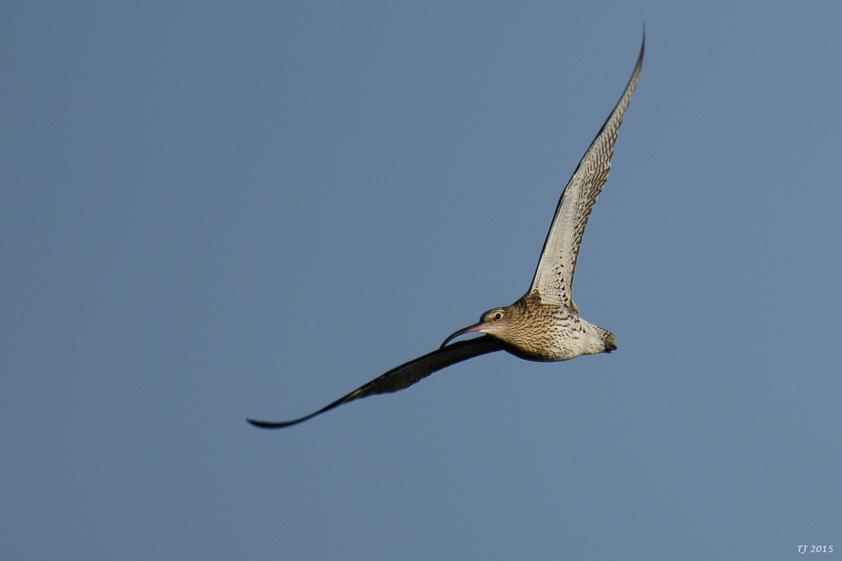 DSC_1626.jpg