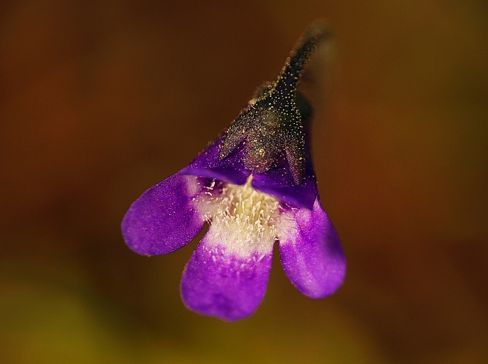 blume1.jpg