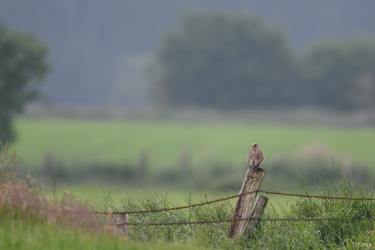 DSC_1466.jpg