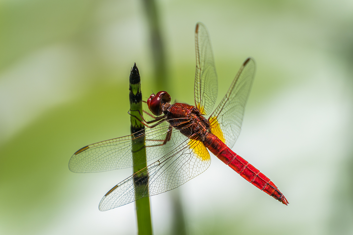 20230716_NZ9_2100_DPNF.jpg
