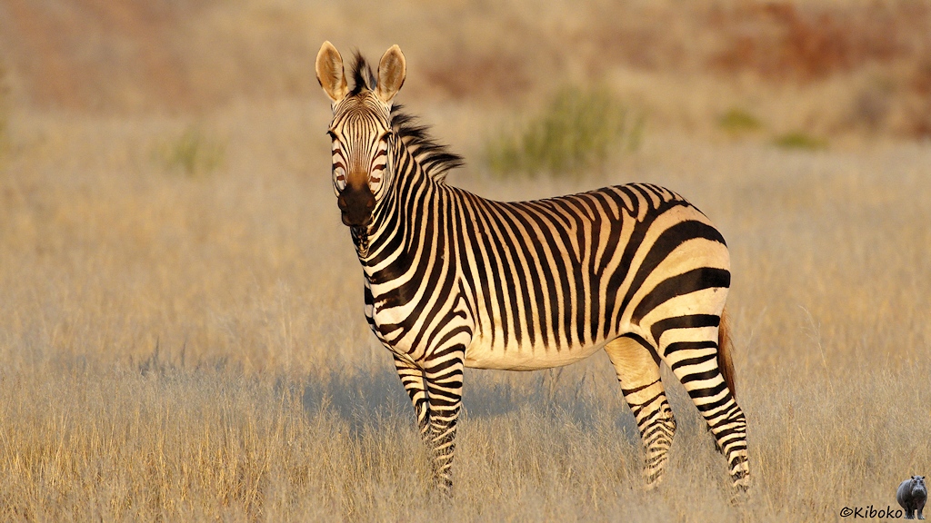 Ein Zebra steht im Morgenlicht auf einer Wiese aus trockenem Gras.