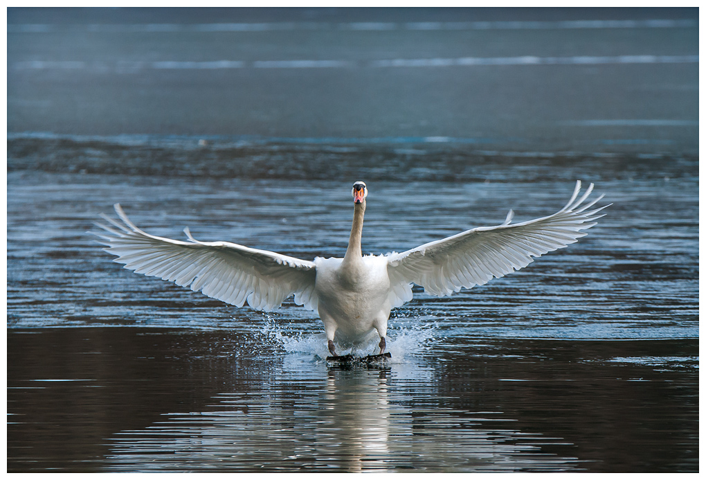 SchwanFlug017.jpg