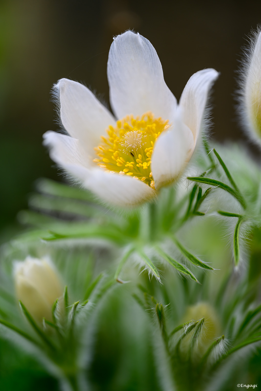 DSC_7350.jpg