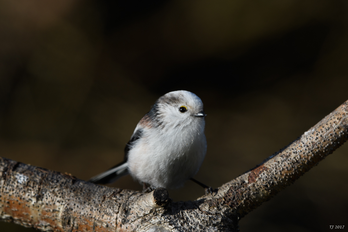 DSC_0698.jpg