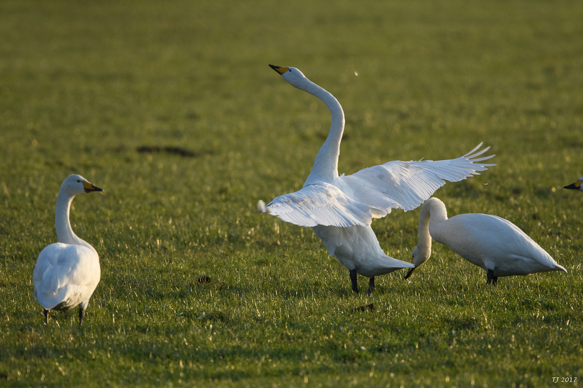 DSC_0531.jpg