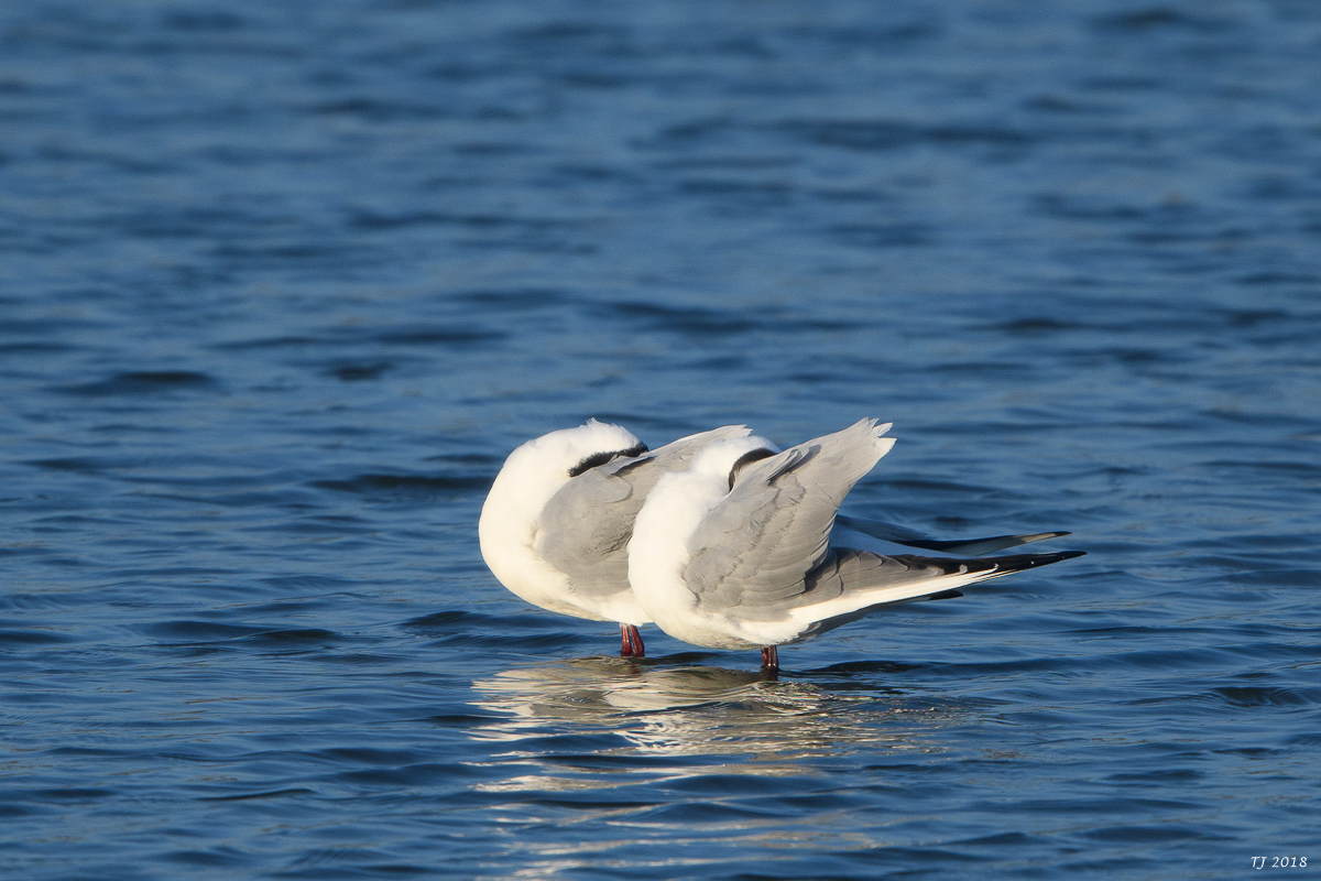 DSC_4264.jpg