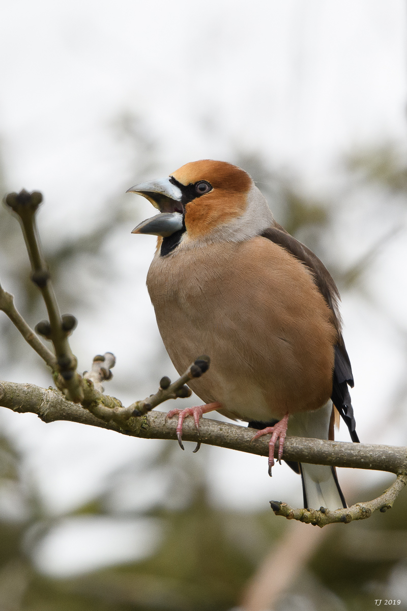 DSC_7419.jpg