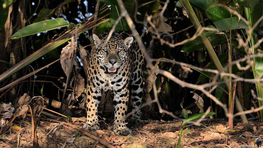 Jaguar schaut aus dem Unterholz heraus und blickt direkt in die Kamera.