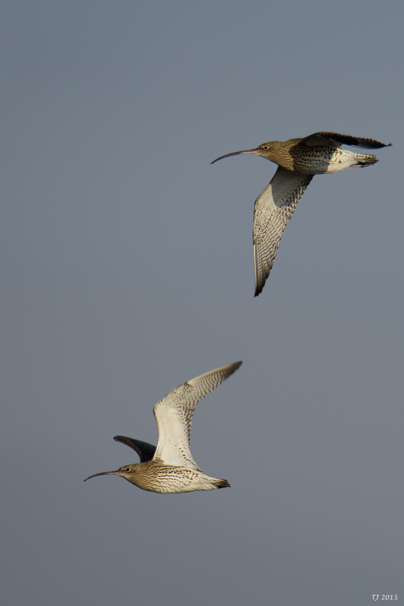 DSC_1618.jpg