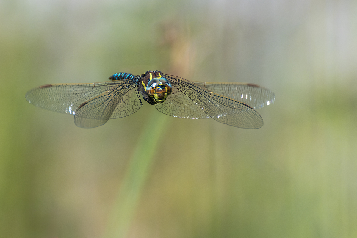 20240904_NZ8_1316_DPNF.jpg