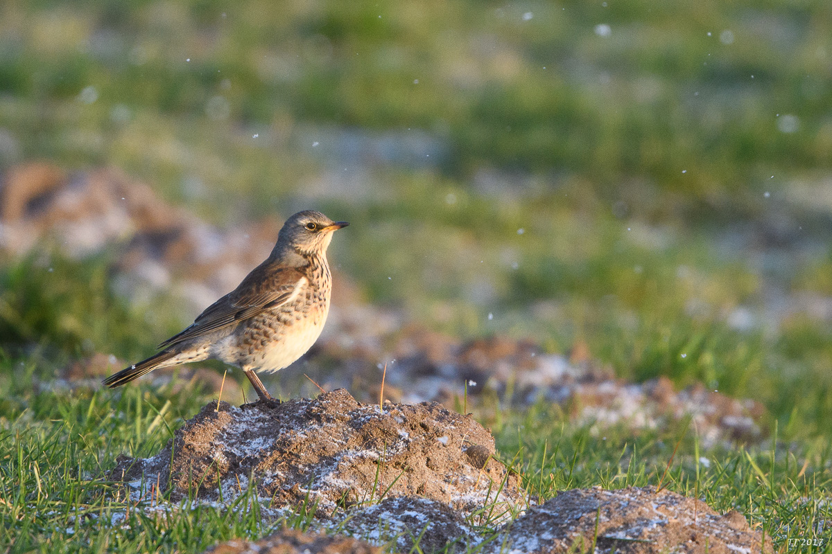 DSC_0391.jpg