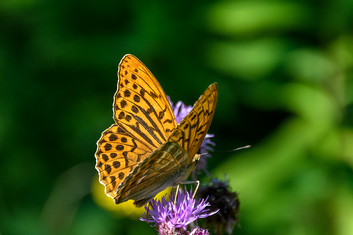 20180719_D500_2112NF.jpg