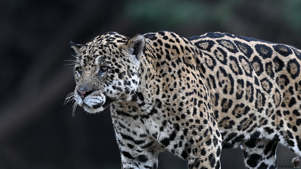 Angespannter Jaguar aus der Nähe