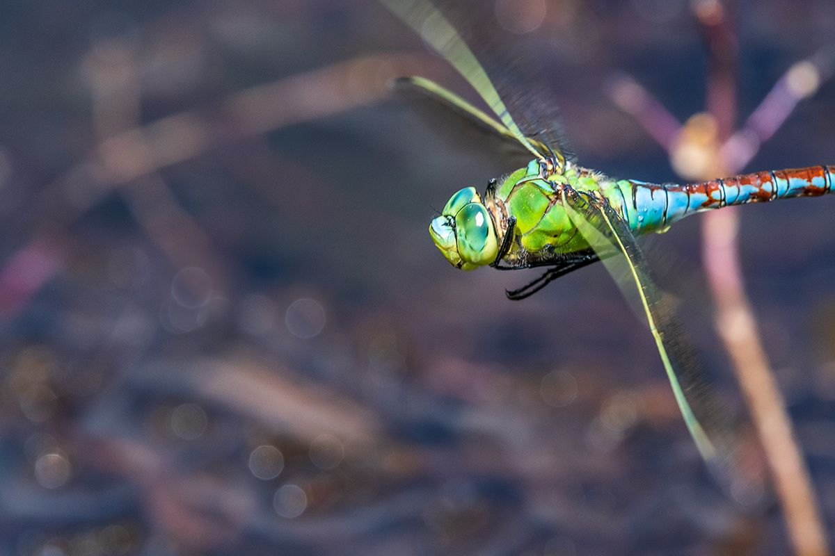 20190628_D500_1555NF.jpg