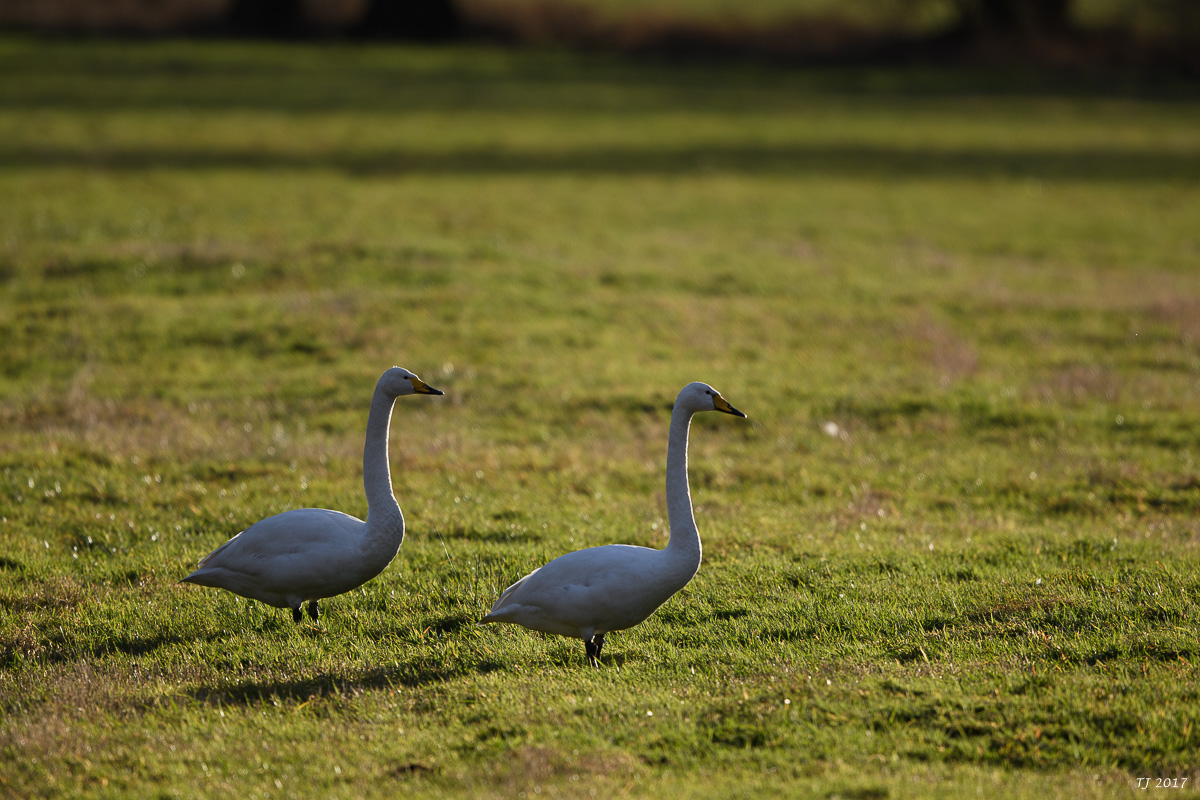 DSC_0304.jpg
