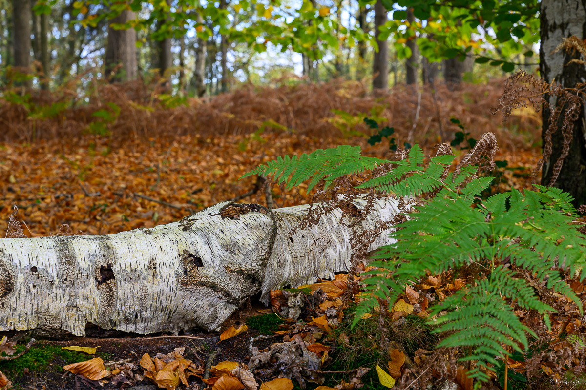 DSC_3560.jpg