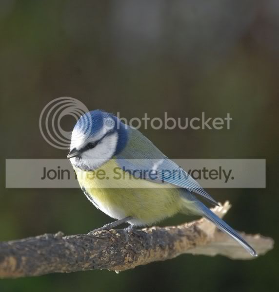 blaumeise.jpg