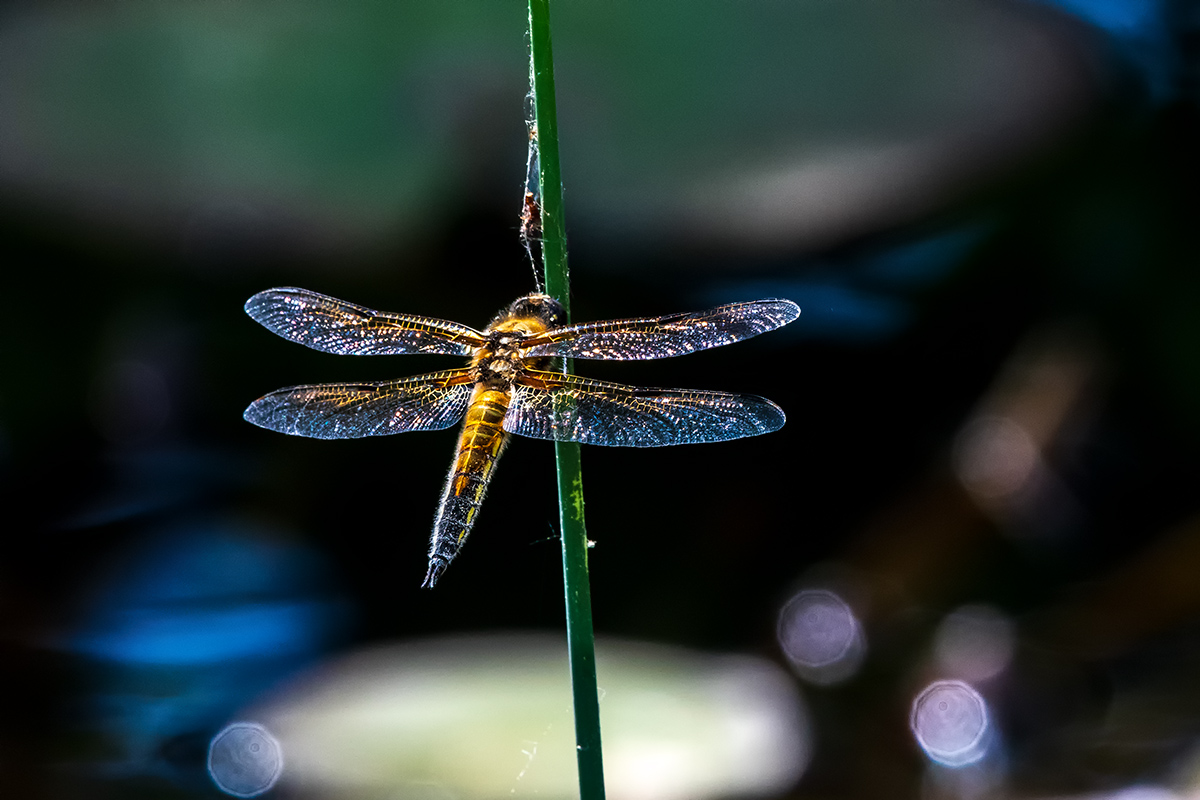 20180507_D500_1418vNF.jpg