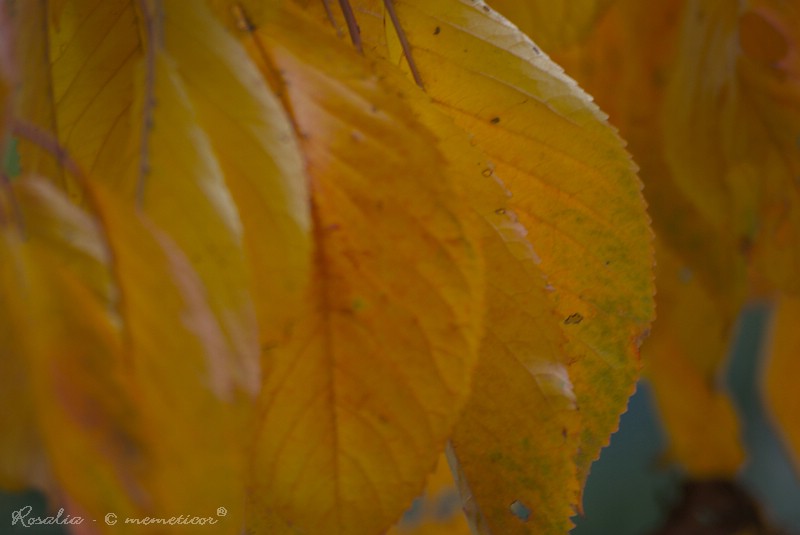 s_DSC_0106_lzn.jpg